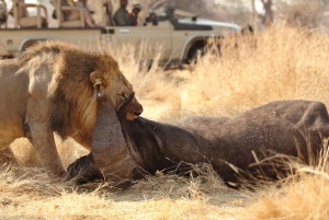 7 päivän ryhmäsafari Zanzibarista: