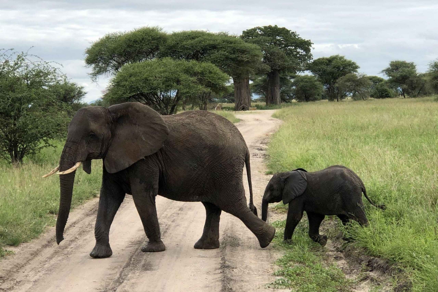 7-day Highlights of Tanzania Safari