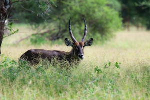 7-day Highlights of Tanzania Safari