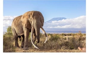 7-dagars safari i Kenya och Tanzania
