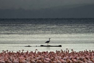 7-дневный сафари-тур по Кении и Танзании