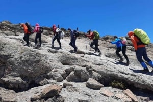7-dages: Kilimanjaro-trekking via Machame-ruten