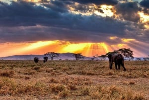 7 päivän ylellinen Serengeti-safari ja kuumailmapalloseikkailu