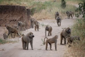 7 päivän ylellinen Serengeti-safari ja kuumailmapalloseikkailu
