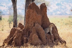 7 päivän ylellinen Serengeti-safari ja kuumailmapalloseikkailu