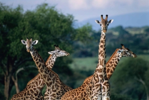 7-Day Group Safari from Zanzibar: