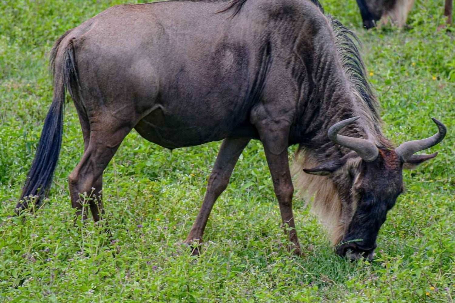7日間のタンザニア・サファリツアー
