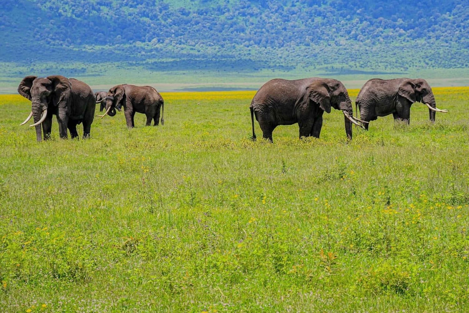 7日間のタンザニア・サファリツアー