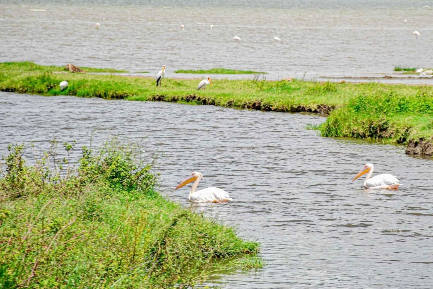 7日間のタンザニア・サファリツアー