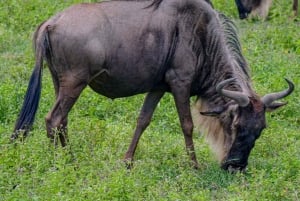 7日間のタンザニア・サファリツアー