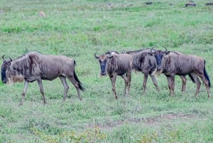 7日間のタンザニア・サファリツアー