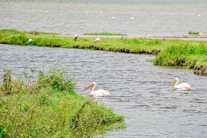 7日間のタンザニア・サファリツアー