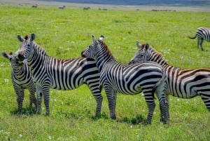 7日間のタンザニア・サファリツアー