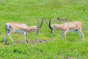 7日間のタンザニア・サファリツアー
