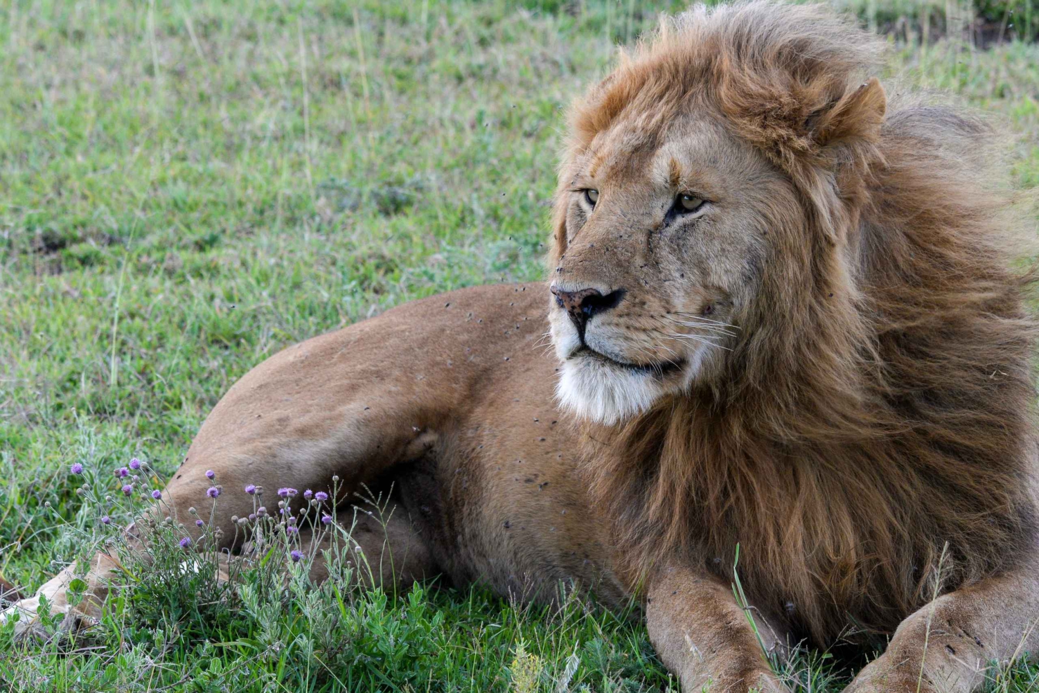 Safari de 7 días para ver la migración de los ñus en el río Mara