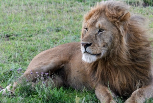Safari di 7 giorni alla traversata del fiume Mara da parte degli gnu