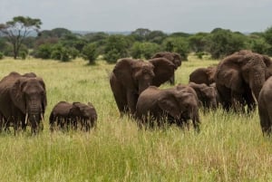 Safari di 7 giorni alla traversata del fiume Mara da parte degli gnu