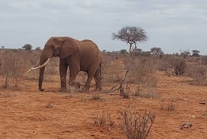 7 Days Best of Tanzania - Kenya Safari
