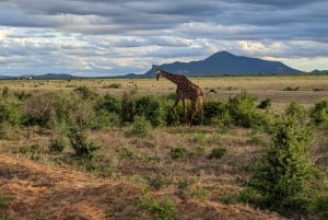 Safari de 7 jours avec le meilleur de la Tanzanie et du Kenya