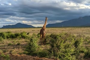 7 dias o melhor da Tanzânia - Safari no Quênia