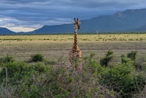 7 dni najlepsze w Tanzanii – safari w Kenii