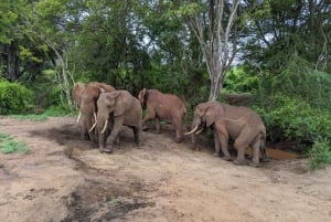 7 dni najlepsze w Tanzanii – safari w Kenii