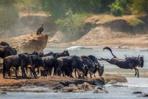 7 Days Comfortable Tanzania Safari