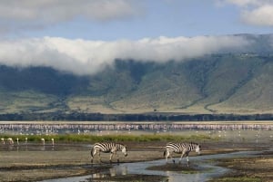 7 Days Comfortable Tanzania Safari