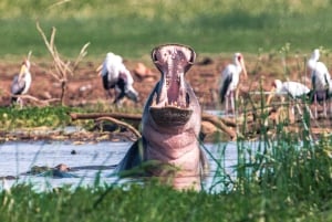 7 Days Comfortable Tanzania Safari