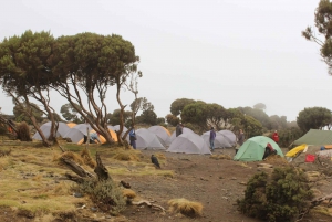 7 jours d'ascension de la route Machame au Kilimandjaro