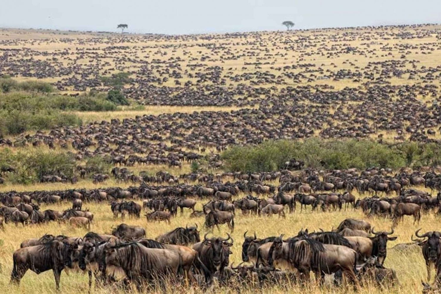Wildebeest Migration Safari For 7-Days Serengeti