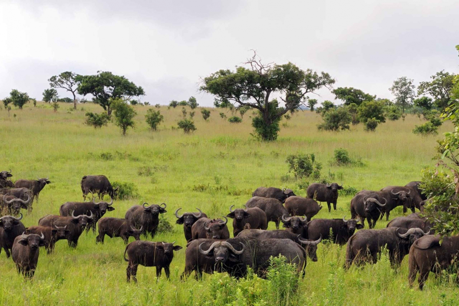 7 Days Tanzania Southern safari circuit