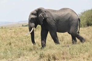 Safari di gruppo di 8 giorni attraverso Kenya e Tanzania