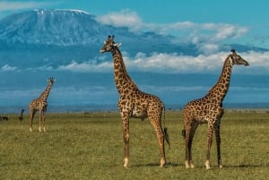 Safari budgétaire de groupe de 8 jours à travers le Kenya et la Tanzanie