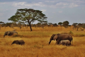 8-dagers gruppebudsjettsafari i Kenya og Tanzania