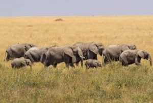 Safari di gruppo di 8 giorni attraverso Kenya e Tanzania