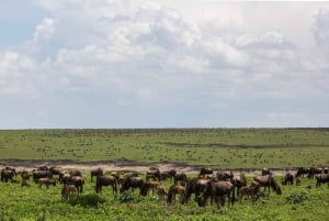 Safari de 8 días con presupuesto de grupo por Kenia y Tanzania