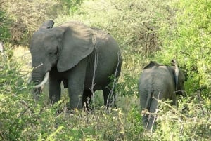 8-dniowe grupowe safari budżetowe przez Kenię i Tanzanię