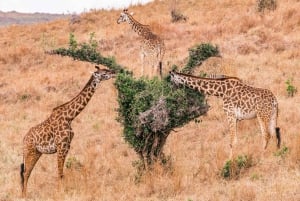 8-dniowe grupowe safari budżetowe przez Kenię i Tanzanię