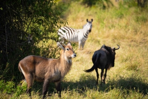 8-Day Offer for Great Migration and Mara River Crossing
