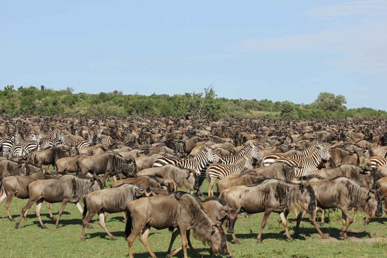 8-Day Serengeti Great Migration Tour - Mara River Crossing