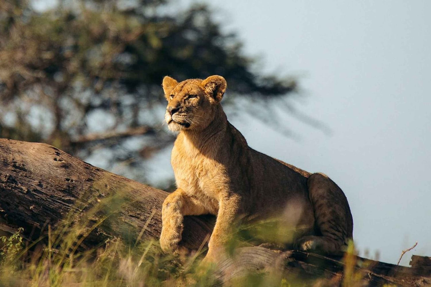 8 dagen comfortabele safari + wandeltocht.