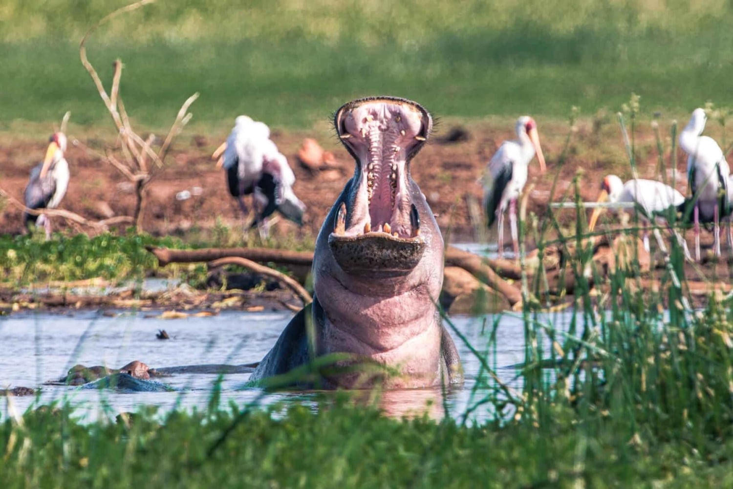 8 dagen comfortabele safari + wandeltocht.