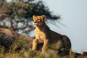 8 dagen comfortabele safari + wandeltocht.