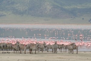 8 dagen comfortabele safari + wandeltocht.