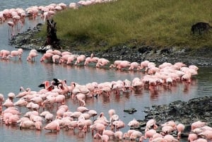 8 dagen comfortabele safari + wandeltocht.