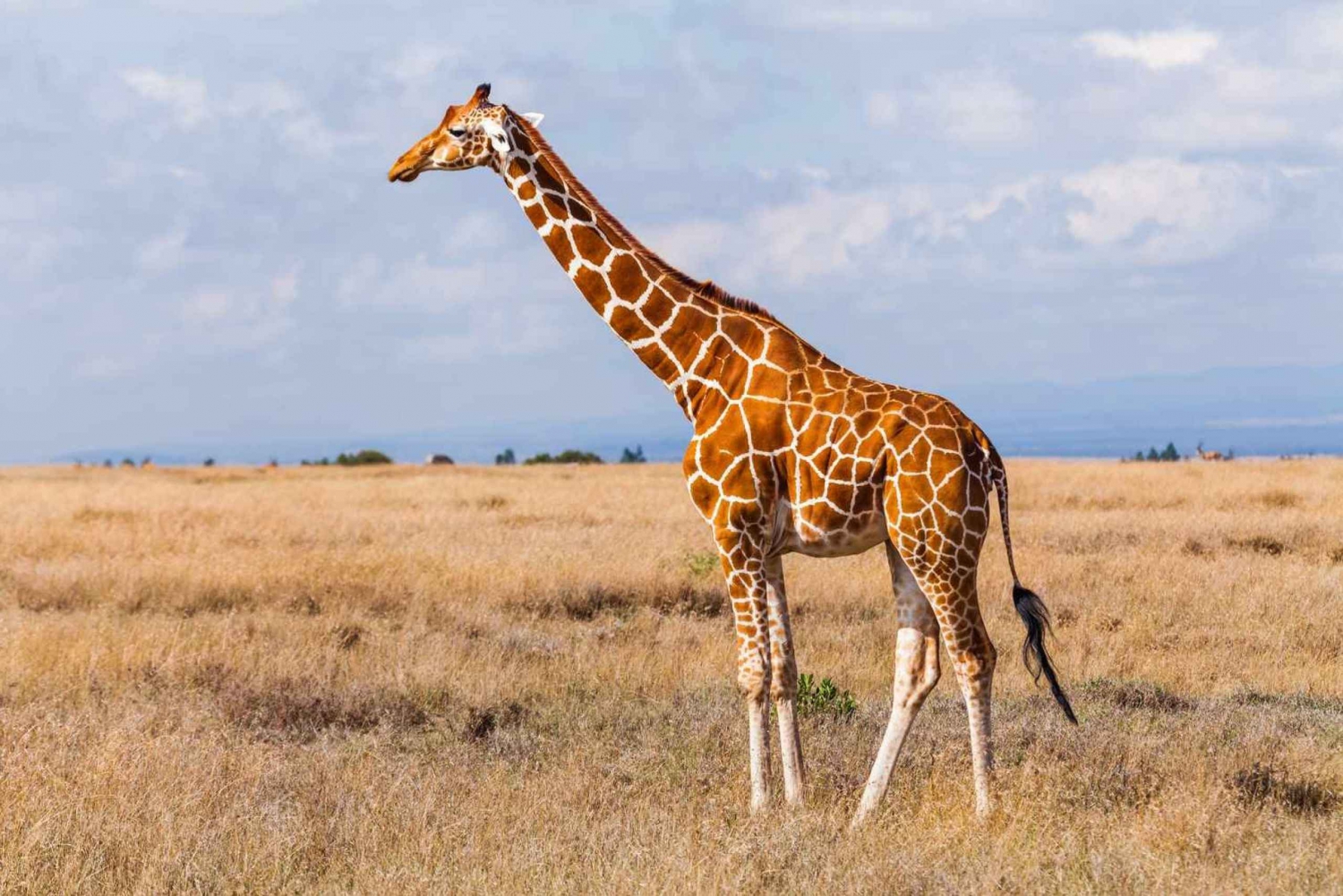 8 Dagen Samburu,Nakuru,Masai Mara,Naivasha & Amboseli Camping