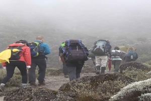 9-daagse beklimming van de Kilimanjaro via de noordelijke circuitroute