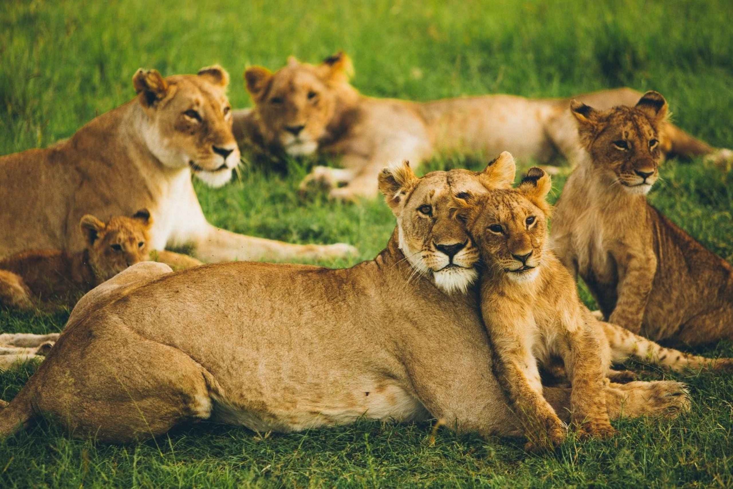 9-daags Ontdek Kenia Parken Budget Safari Arrangement