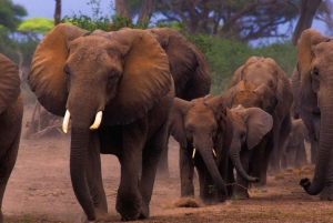 9-Days Discover Kenya Parks Budget Safari Package